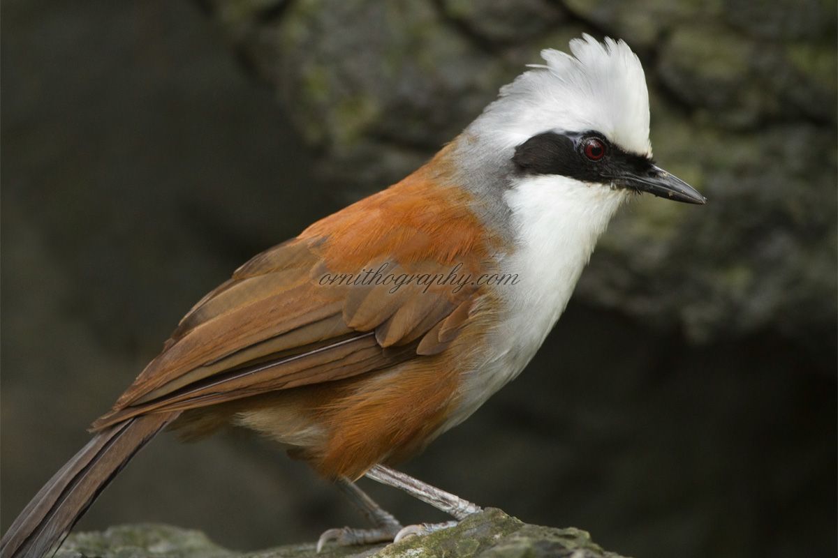 Pretty White-crested laughing thrush