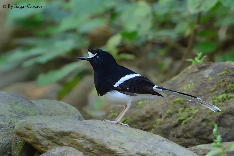 White-crowned forktail