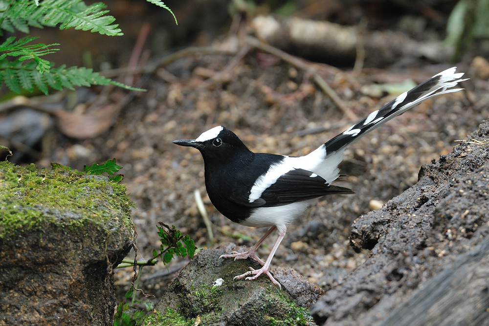 Pretty White-crowned forktail