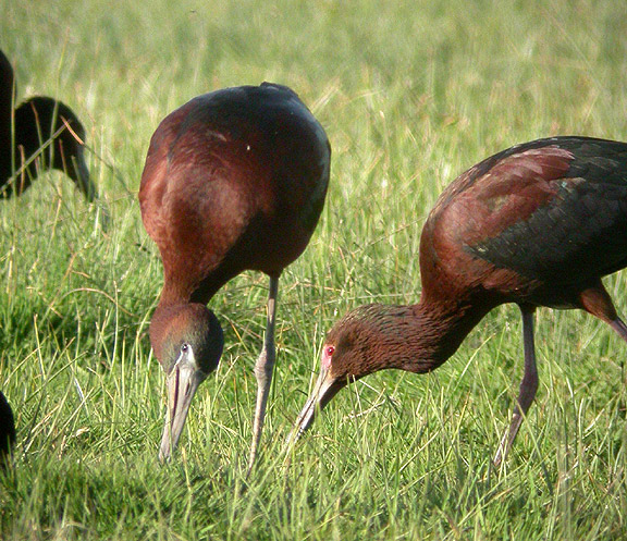 White-faced glossy ibis