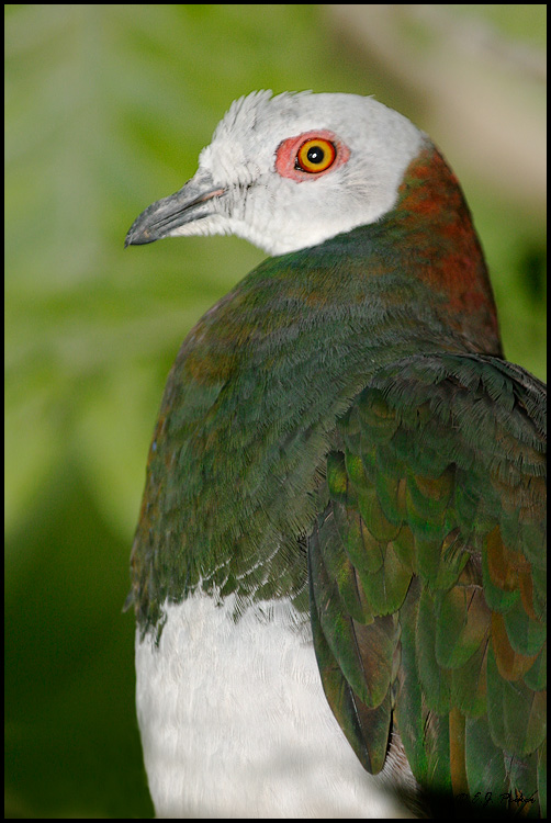 White imperial pigeon