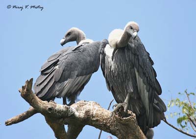 Pretty White-rumped vulture