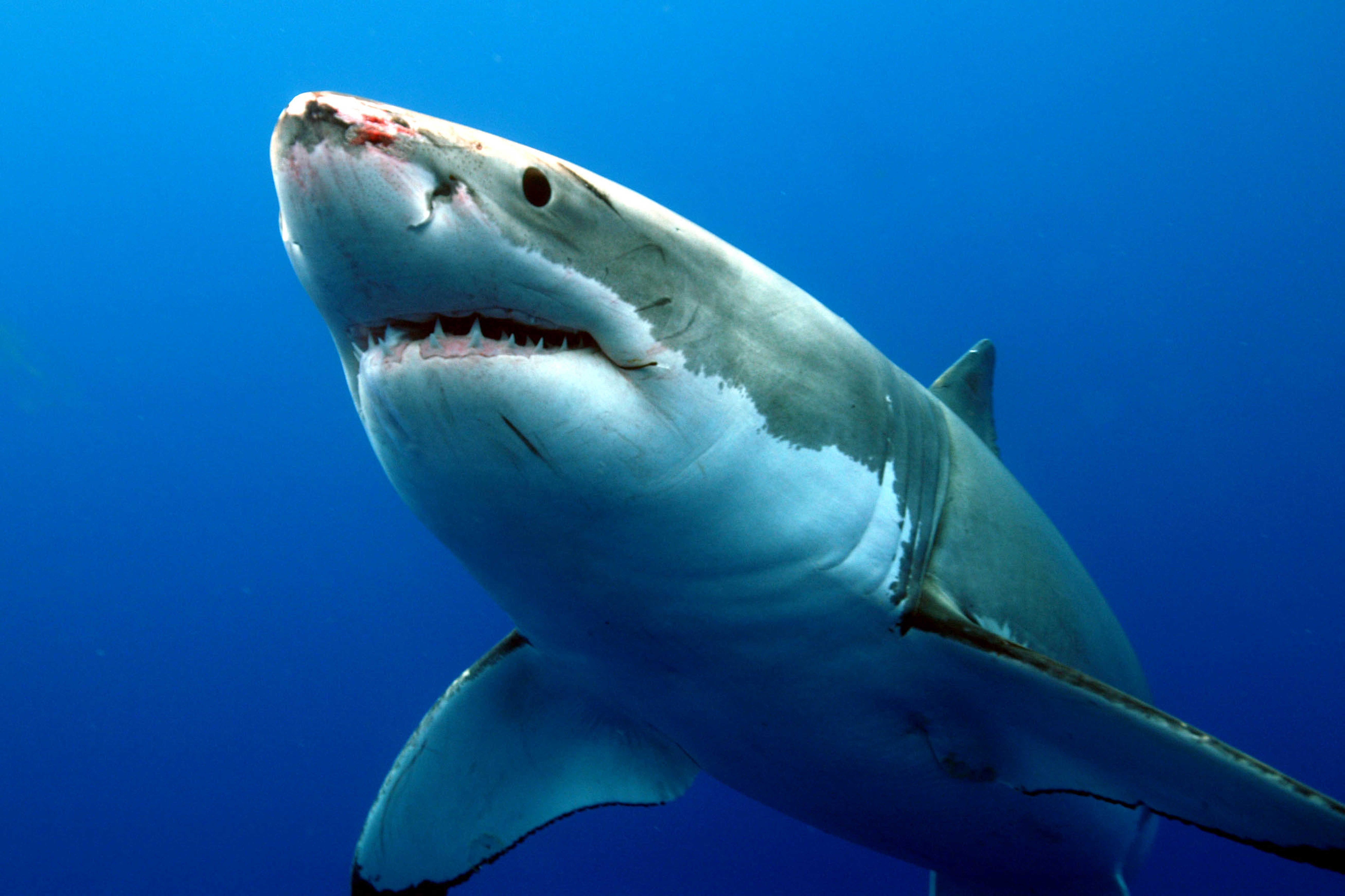 White Shark photo 