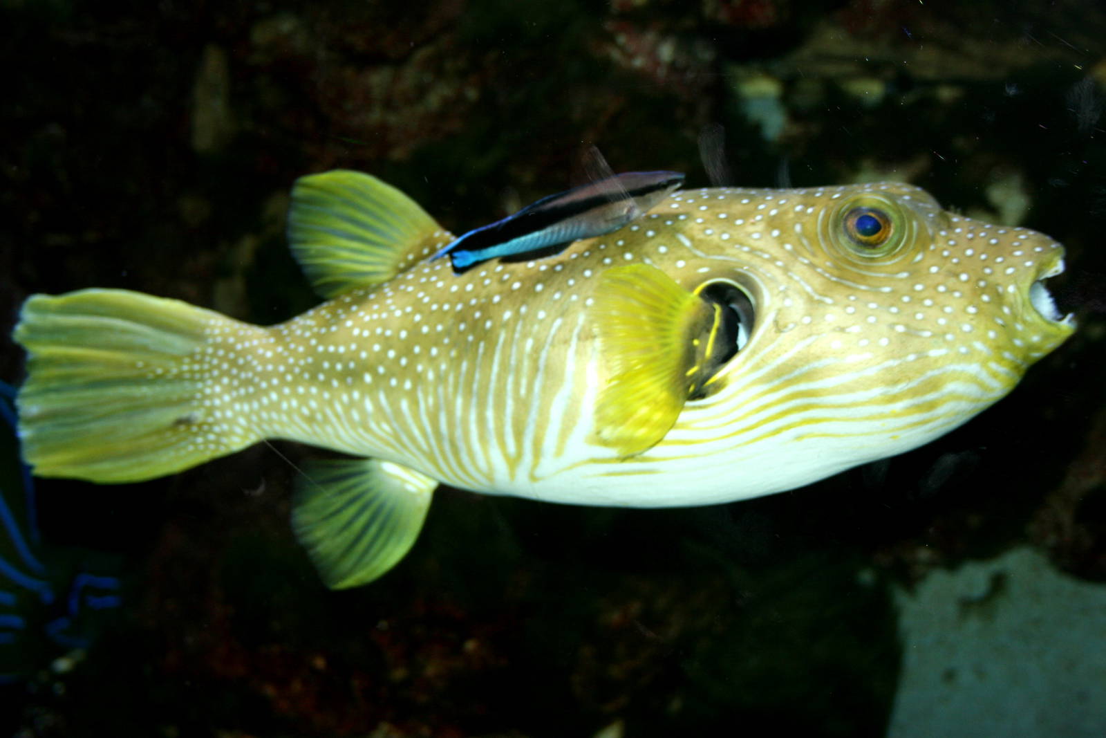 Pretty White-spotted puffer