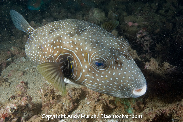Pretty White-spotted puffer