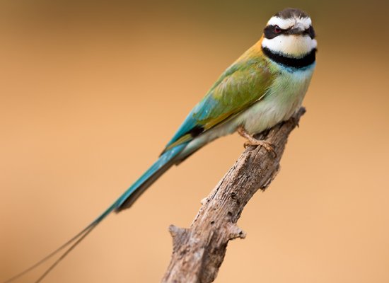 Pretty White-throated bee-eater