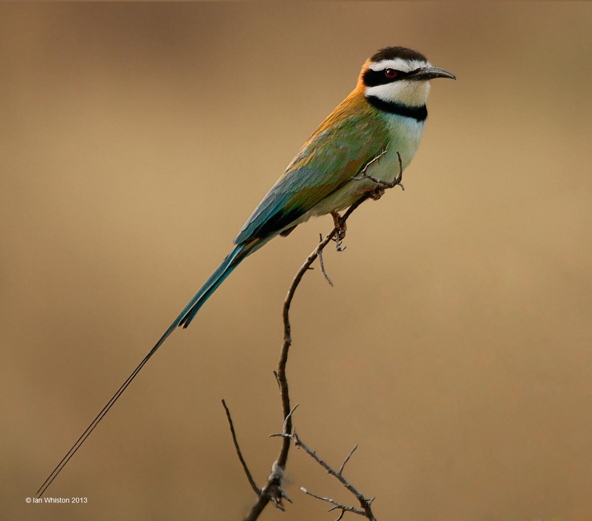 Pretty White-throated bee-eater