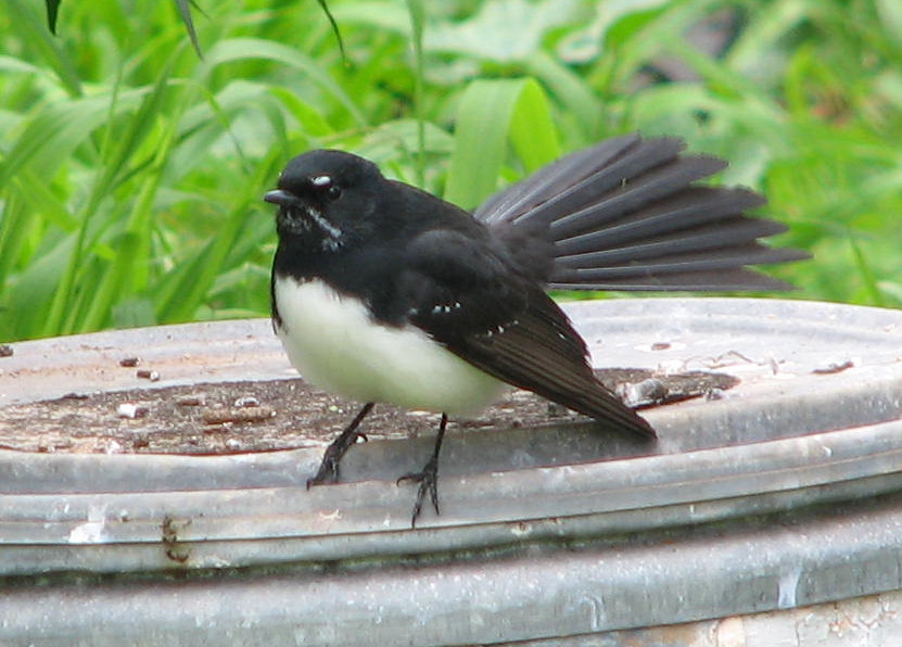 Pretty Willie wagtail