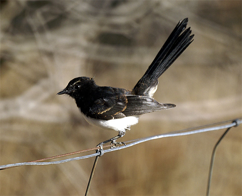 Pretty Willie wagtail