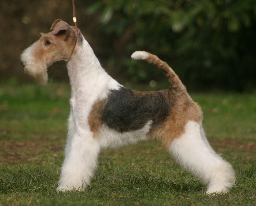 Cool Wire Fox Terrier - Dog Breed