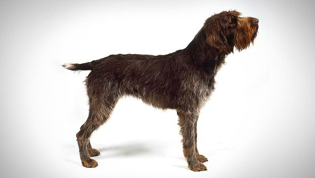 Photo Wirehaired Pointing Griffon - Dog Breed