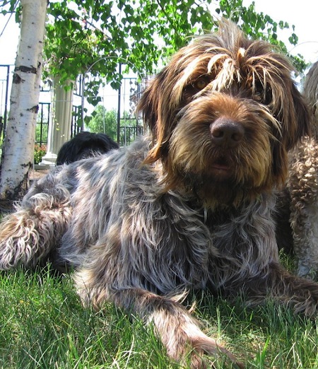 Wirehaired Pointing Griffon - Dog Breed photo 