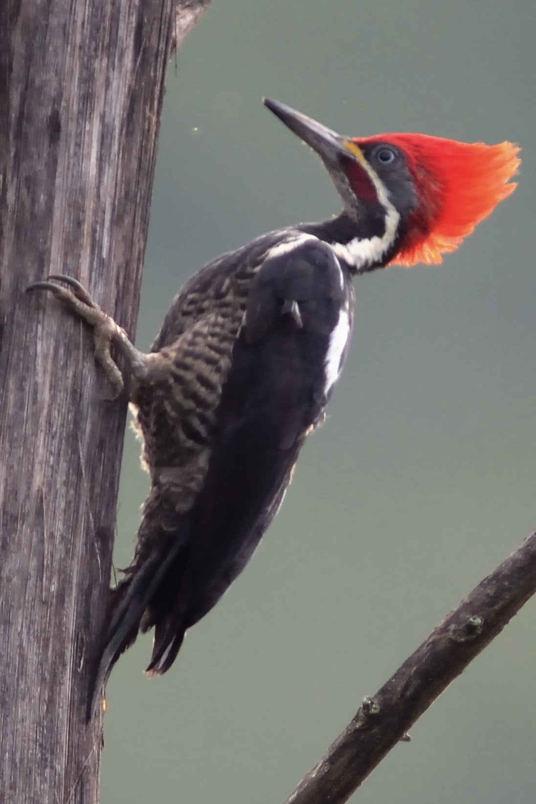 Photo Woodpecker
