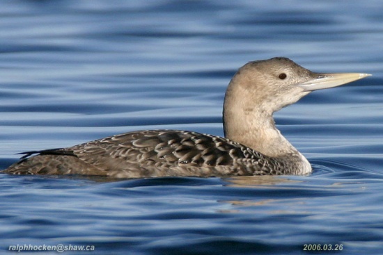 Yellow-billed loon