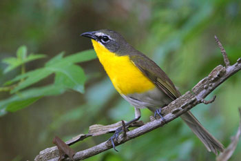 Pretty Yellow-breasted chat