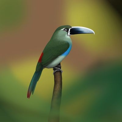Pretty Yellow-browed toucanet