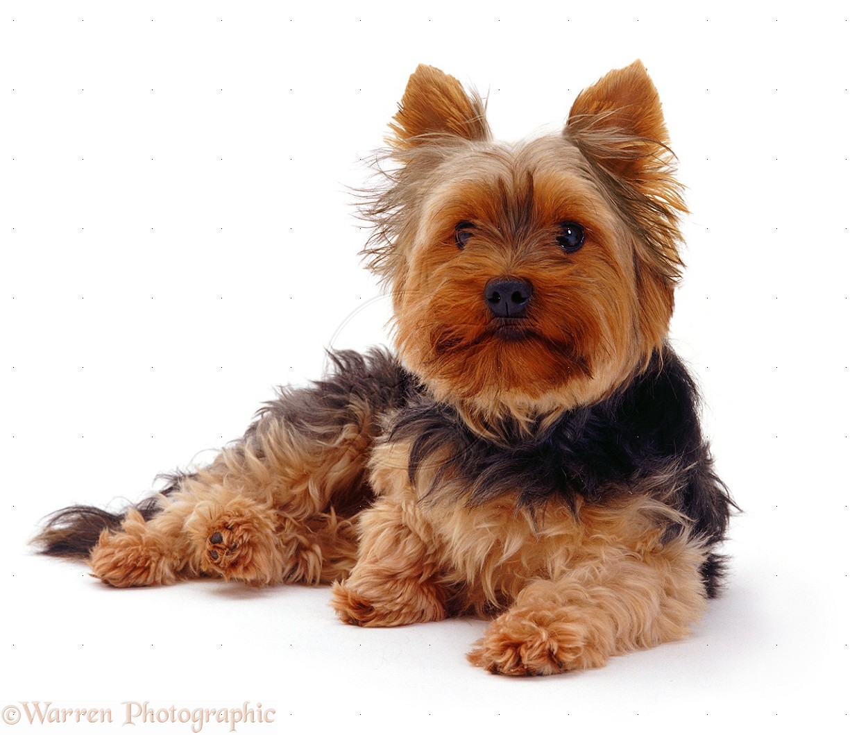 Yorkshire Terrier - Dog Breed
