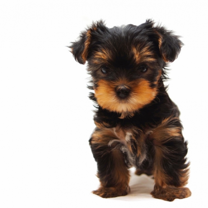 What are some Yorkshire Terrier facts?