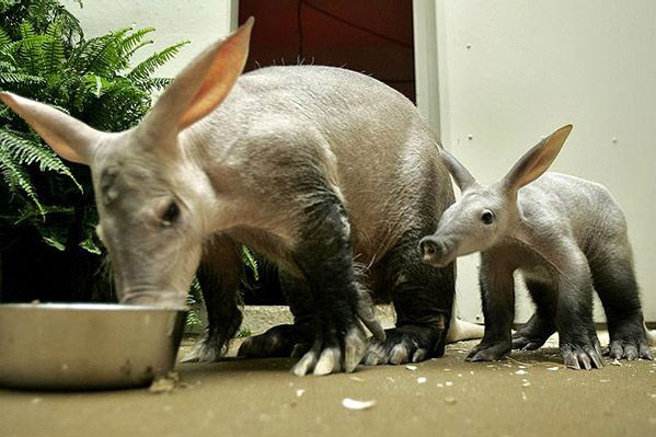 Cute Aardvark