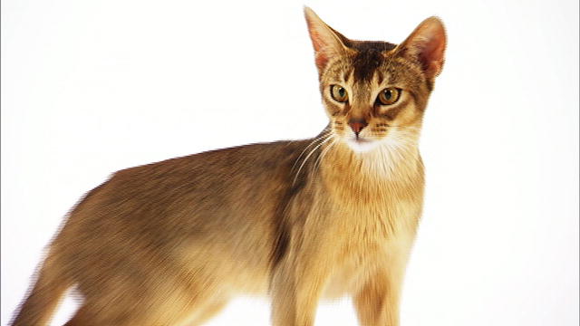 Abyssinian - Cat Breed
