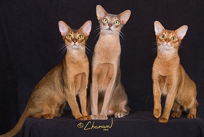 Nice Abyssinian - Cat Breed