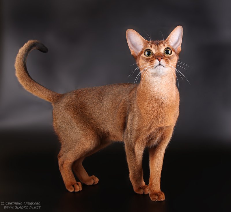 Cool Abyssinian - Cat Breed