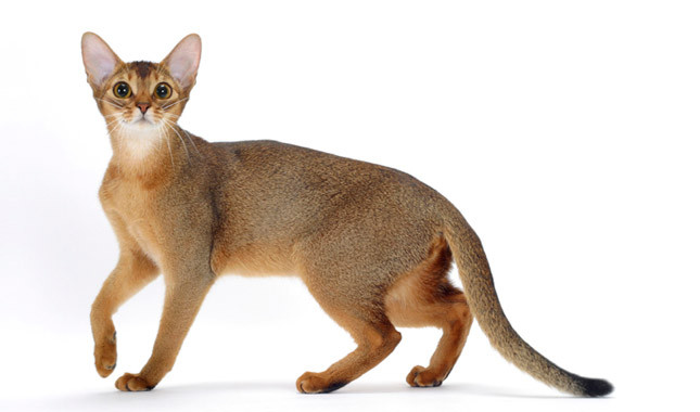 Pretty Abyssinian - Cat Breed