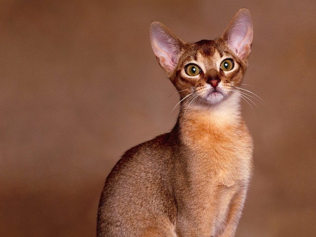 Cute Abyssinian - Cat Breed