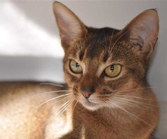 Abyssinian - Cat Breed photo 