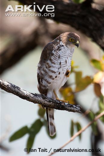 Pretty African little sparrowhawk