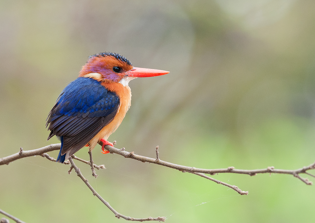 African pygmy-kingfisher