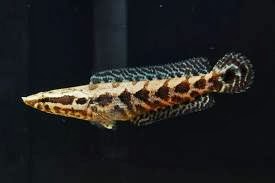 Pretty African snakehead