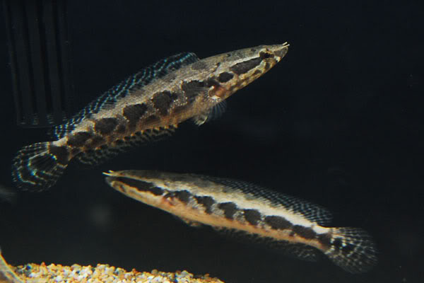 Photo African snakehead