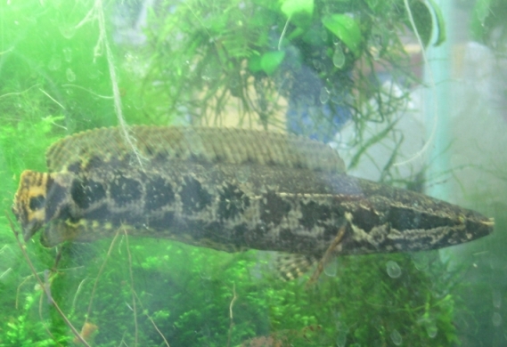 African snakehead photo 