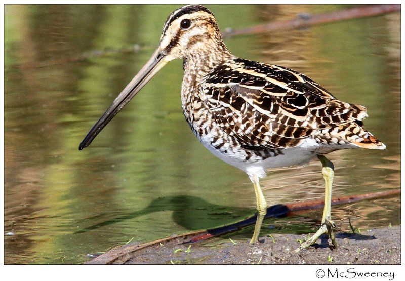 Pretty African snipe