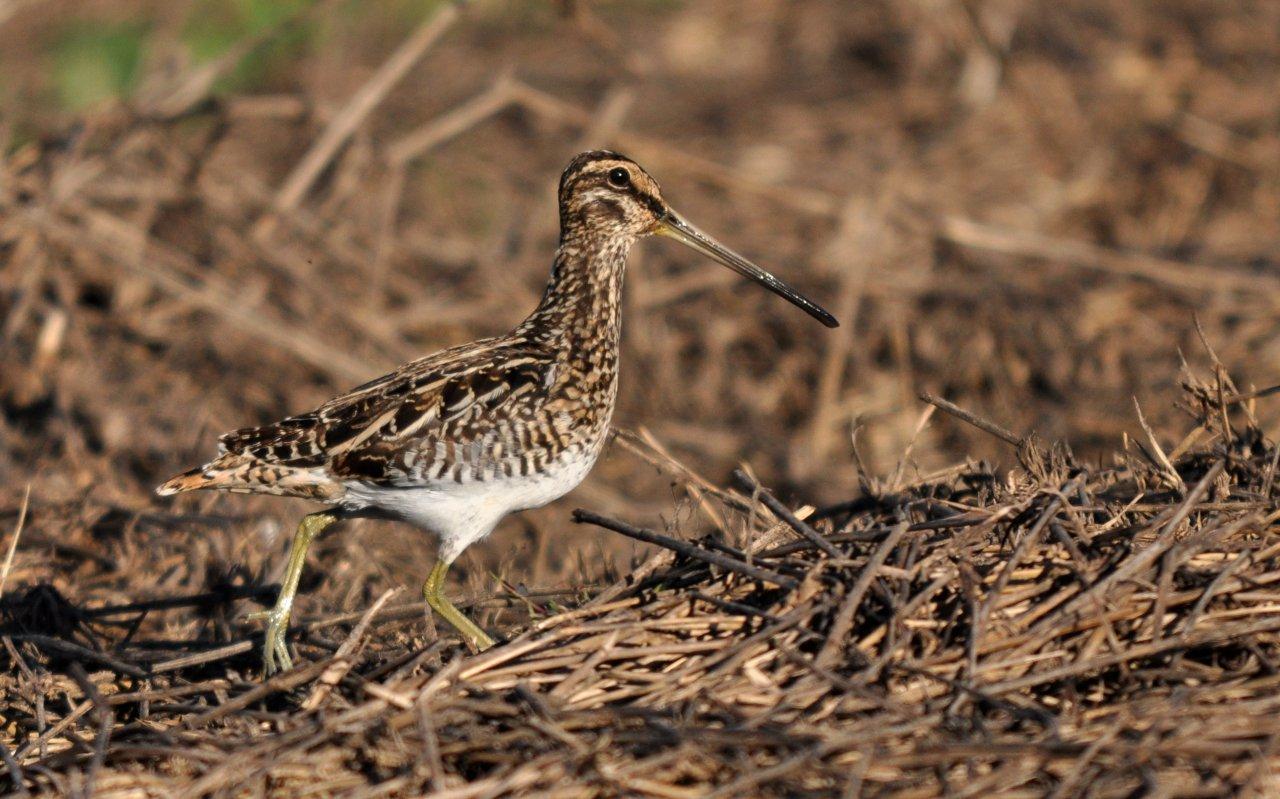 Pretty African snipe