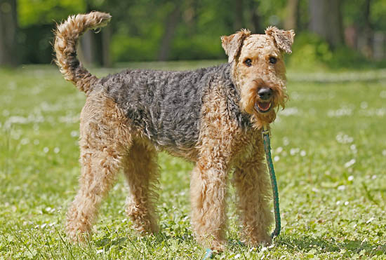 Airedale Terrier - Dog Breed