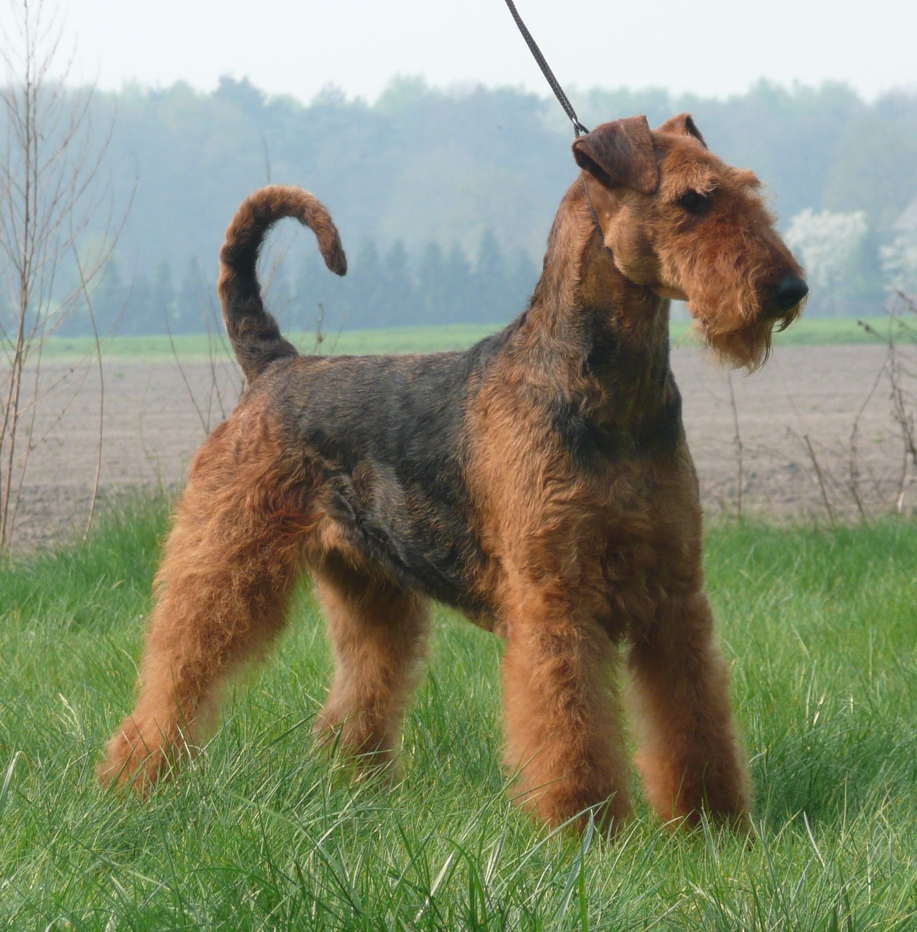 Nice Airedale Terrier - Dog Breed