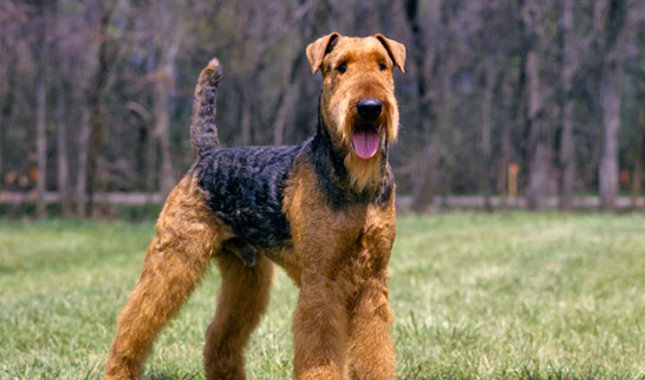 Cool Airedale Terrier - Dog Breed