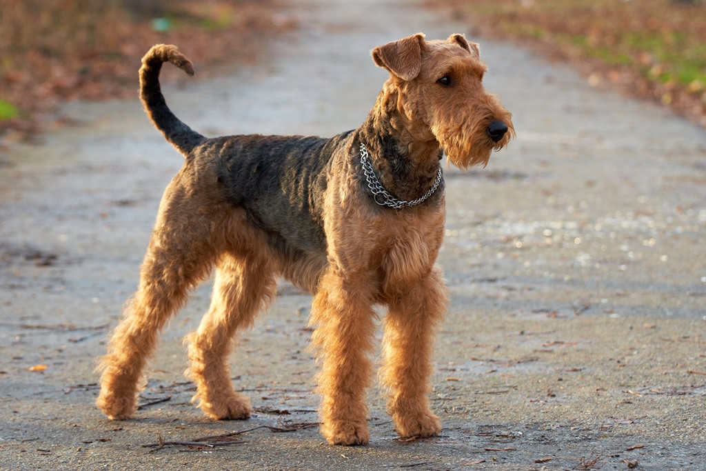 Pretty Airedale Terrier - Dog Breed