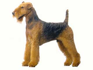 Wallpaper Airedale Terrier - Dog Breed