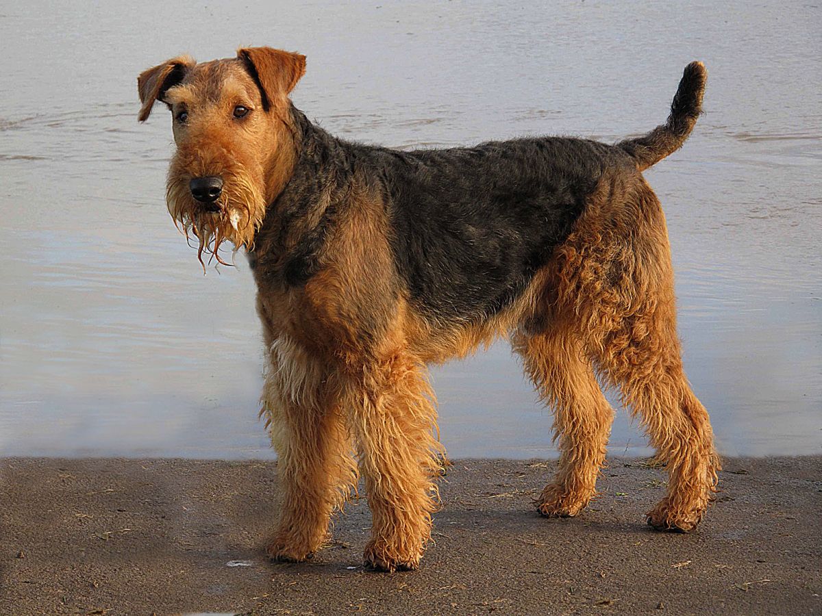 Photo Airedale Terrier - Dog Breed