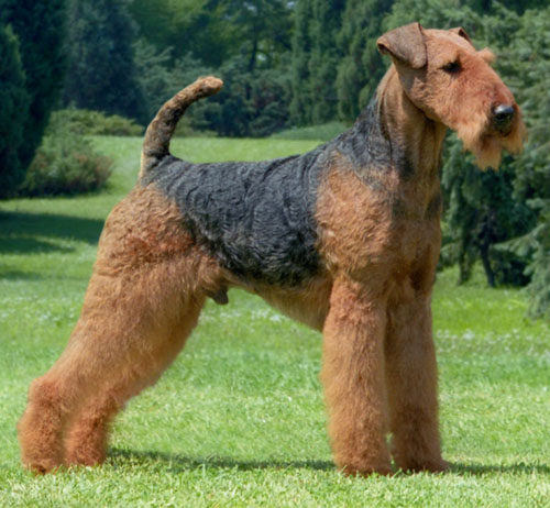 Airedale Terrier - Dog Breed photo 