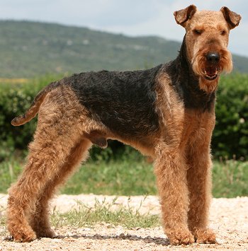 Airedale Terrier - Dog Breed wallpaper