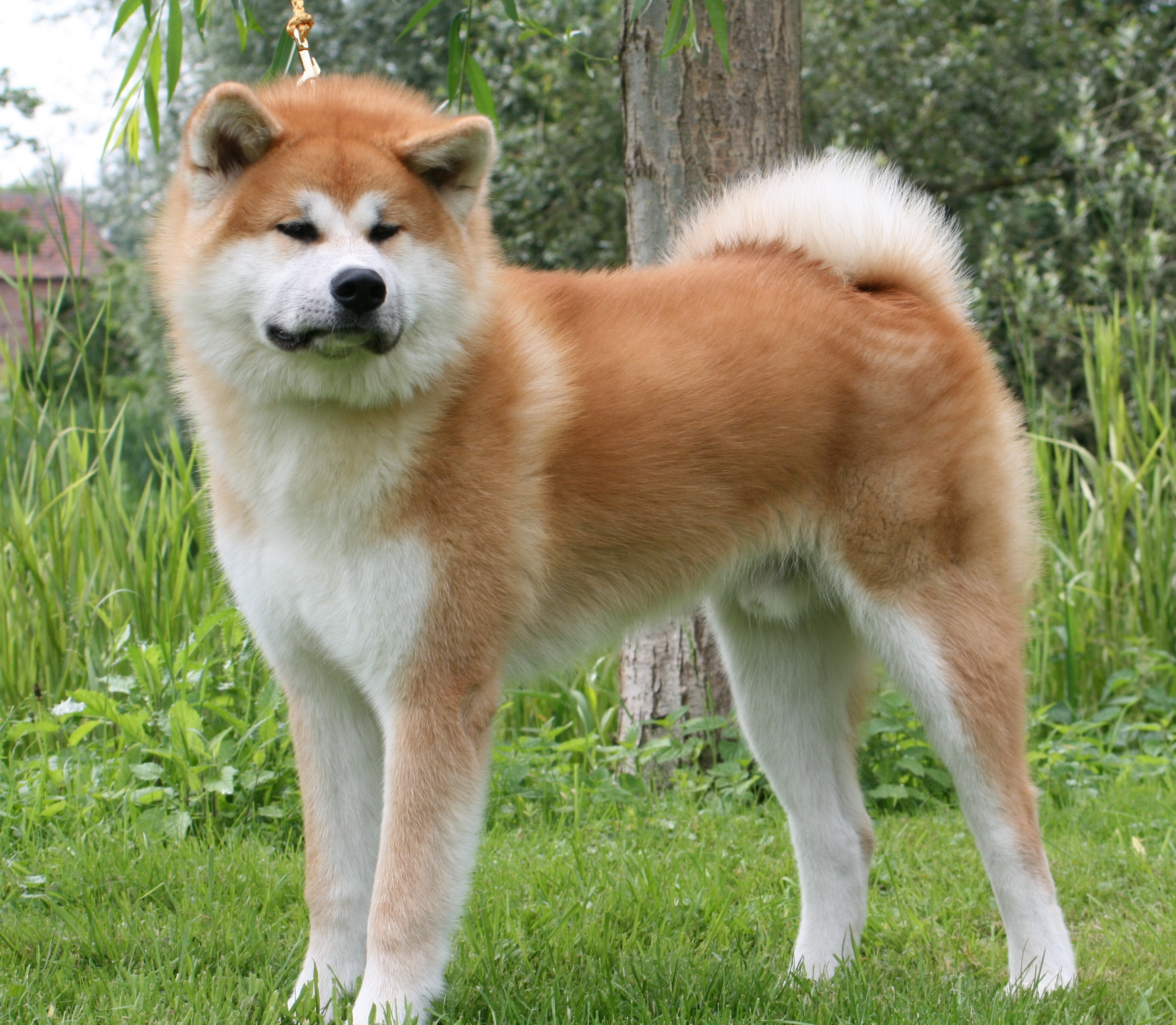 Nice Akita - Dog Breed