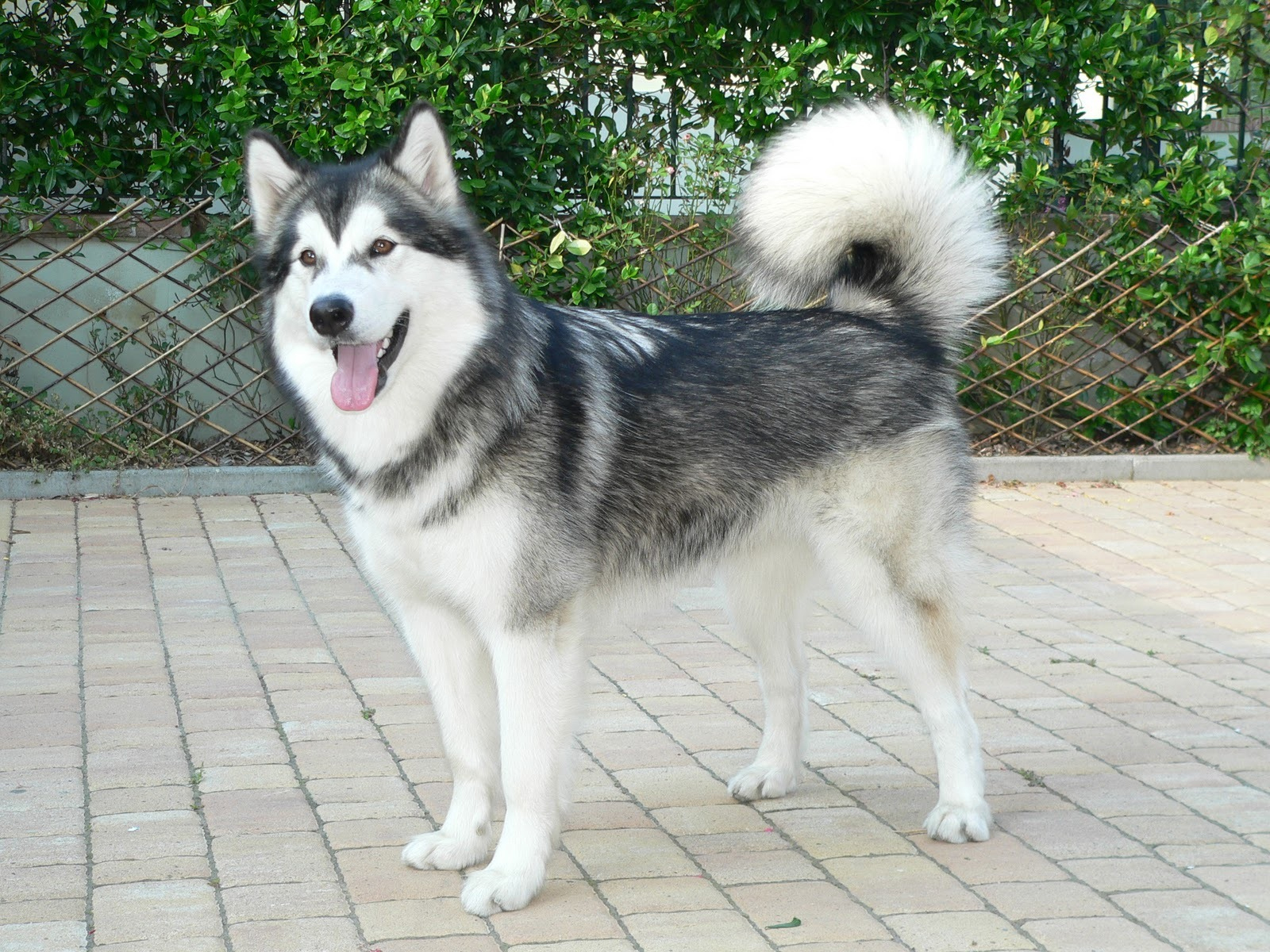 Cool Akita - Dog Breed