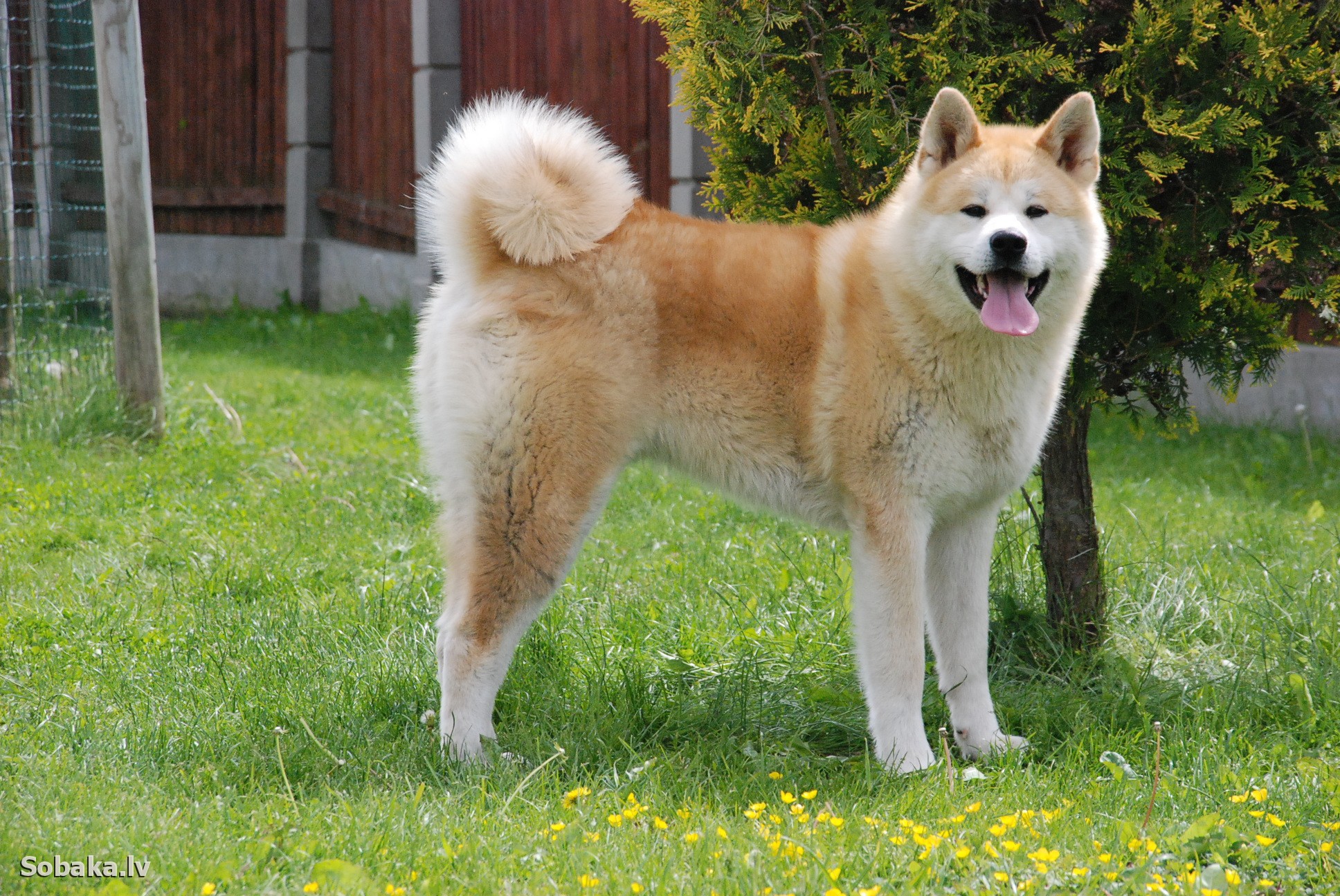 Pretty Akita - Dog Breed