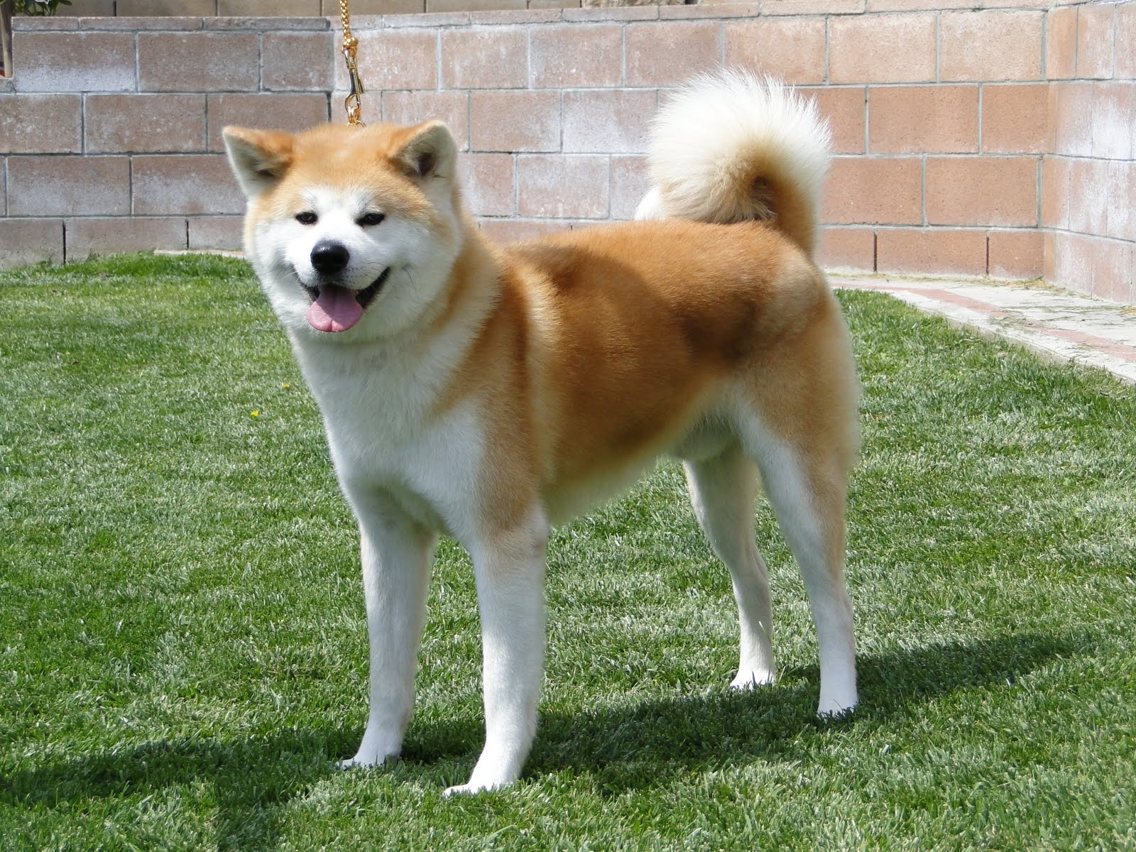 Cute Akita - Dog Breed