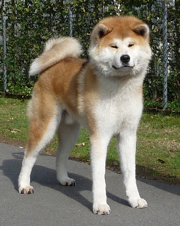 Akita - Dog Breed photo 