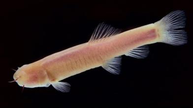 Alabama cavefish